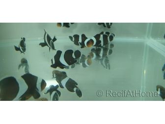 Amphiprion darwini Misbar Elevage France 2.5-4 cm