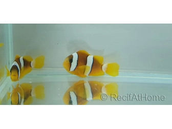 Amphiprion sebae  4-5 cm élevage Bali aquarich