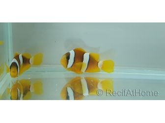 Amphiprion sebae  4-5 cm élevage Bali aquarich