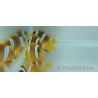 Amphiprion sebae  4-5 cm élevage Bali aquarich