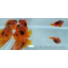 Amphiprion ephipium 3-4 cm élevage Bali aquarich