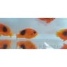 Amphiprion ephipium 3-4 cm élevage Bali aquarich