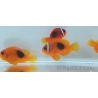 Amphiprion ephipium 3-4 cm élevage Bali aquarich