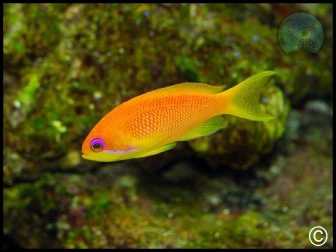 Pseudanthias squamipinnis fem