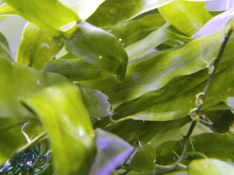 Caulerpa racemosa