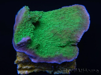 Montipora plateau vert pousse rose taille S