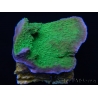 Montipora plateau vert pousse rose taille S