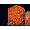 Montipora plateau rouge en taille S