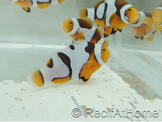 Amphiprion Onyx Picasso SM Elevage USA PROAQUATIX