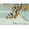 Amphiprion Onyx Picasso SM Elevage USA PROAQUATIX