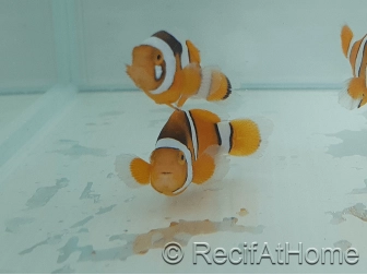 Amphiprion Percula - Sm Elevage USA PROAQUATIX