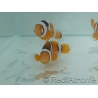 Amphiprion Percula - Sm Elevage USA PROAQUATIX