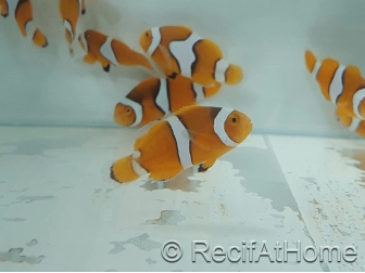 Amphiprion Percula - Sm Elevage USA PROAQUATIX