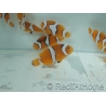 Amphiprion Percula - Sm Elevage USA PROAQUATIX