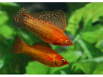 Molly velifera mix - Poecilia latipina