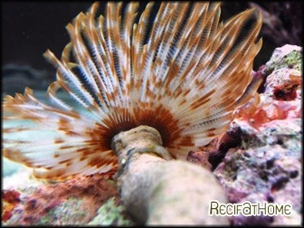 Sabellastarte magnifica CARAIBES