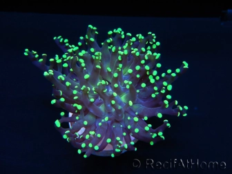 Euphyllia paradivisa greenish S