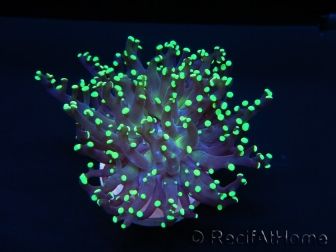 Euphyllia paradivisa greenish S