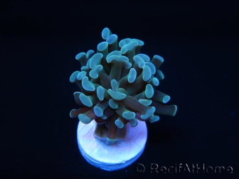 Euphyllia paraancora Vert Taille S