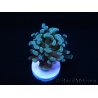 Euphyllia paraancora Vert Taille S