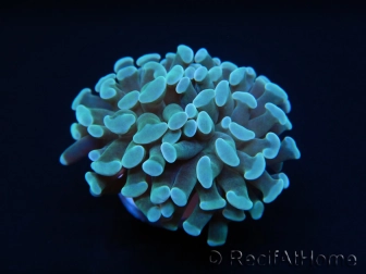 Euphyllia paraancora Vert Taille S