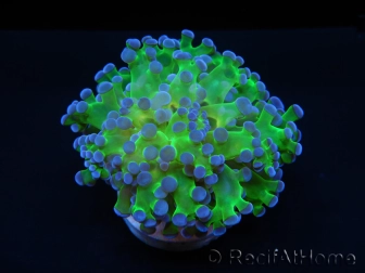 Euphyllia paradivisa green fluo S pointes violettes