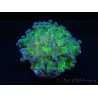 Euphyllia paradivisa green fluo S pointes violettes