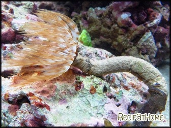 Sabellastarte magnifica CARAIBES