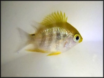 Chromis analis