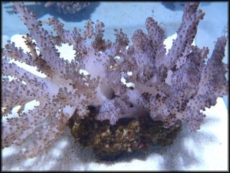 Alcyonium sp.