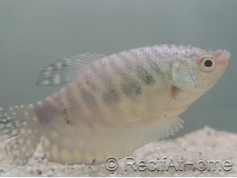 Gourami Cosby - Trichogaster cosby