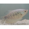 Gourami Cosby - Trichogaster cosby