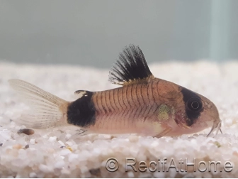 Corydoras panda - Corydoras panda