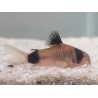 Corydoras panda - Corydoras panda