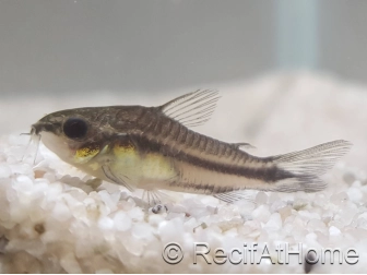 Corydoras pygmé - Corydoras pygmaeus