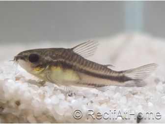 Corydoras pygmé - Corydoras pygmaeus