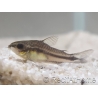 Corydoras pygmé - Corydoras pygmaeus