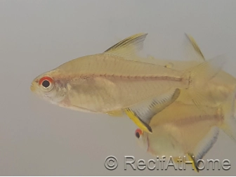 Tetra Citron - Hyphessobrycon Pulchripinnis