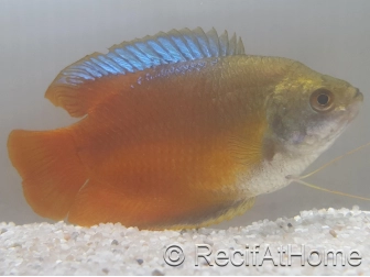 Gouramis nain ( Colisa lalia) - Trichogaster lalius