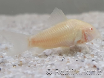 Corydoras de sterba albinos - Corydoras sterbai 