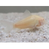 Corydoras de sterba albinos - Corydoras sterbai 