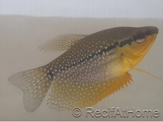 Gouramis - Trichogaster lerry