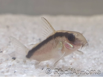 Corydoras arqué - Corydoras arcuatus