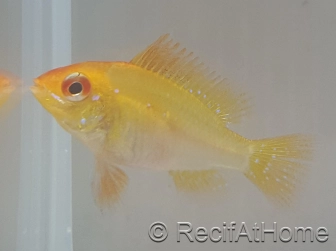 Ramirezi gold - Mikrogeophagus ramirezi Taille L (3.5-4 cm)