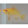 Ramirezi gold - Mikrogeophagus ramirezi Taille L (3.5-4 cm)