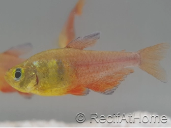 Tétra de Rio - Hyphessobrycon flammeus