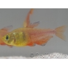 Tétra de Rio - Hyphessobrycon flammeus