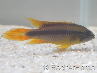 APISTOGRAMMA AGASSIZII SUPER RED 