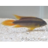 APISTOGRAMMA AGASSIZII SUPER RED 