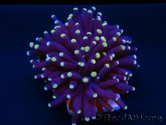 Euphyllia glabrescens orange TIPS